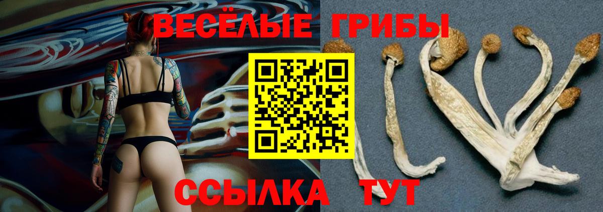 Псилоцибиновые грибы Psilocybe Лесосибирск